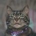 Emily Gallagher 🐱📷📔🎵🌊🌻 (@photosemily) Twitter profile photo Emily Gallagher 🐱📷📔🎵🌊🌻 (@photosemily) Twitter profile photo