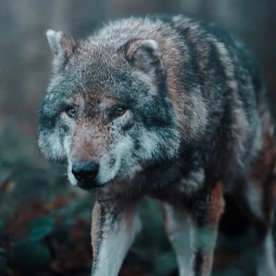 dkvbtqtnjc_ray's profile picture. 