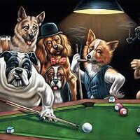 dogcote🟧TABI (@dogcote) 's Twitter Profile