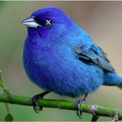 Im just here for the Tea☕
Retweets/ Likes are not endorsements | Parody Account - I am not actually a bird
Real eyes realize real lies.