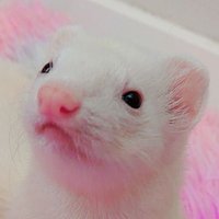 🌈 (@ferretposting) 's Twitter Profile