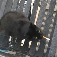 Alex (@harshnoisepapi) 's Twitter Profile