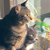 大石始 (@oishihajime) 's Twitter Profile