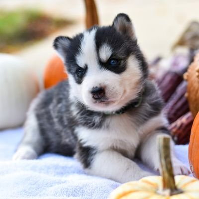 This is best page for
husky lover community.
#husky #dog #pet