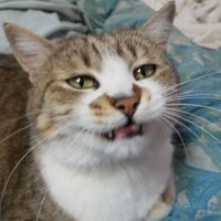 天蓉堂エリザベス (@gamramaster) 's Twitter Profile