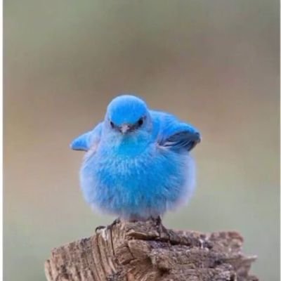 kingmemo3488's profile picture. 