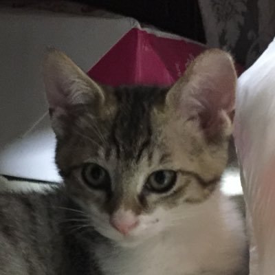 noaのアイコン