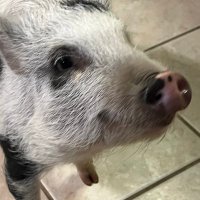 Jester of Chaos (@jesterofchaos65) 's Twitter Profile