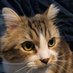 Tolga Karaçay ❤️ Memecoin (@dorthycatacuta2) Twitter profile photo Tolga Karaçay ❤️ Memecoin (@dorthycatacuta2) Twitter profile photo