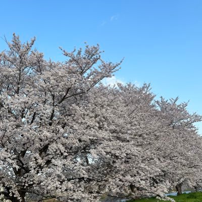 noodlsfam11's profile picture. 晴れ時々一生賢明