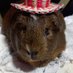 diego (@diego_elhamster) Twitter profile photo diego (@diego_elhamster) Twitter profile photo