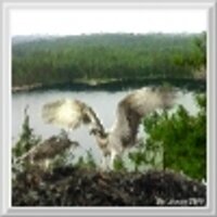 Osprey's Nest Forum (@ospreysnest) Twitter profile photo