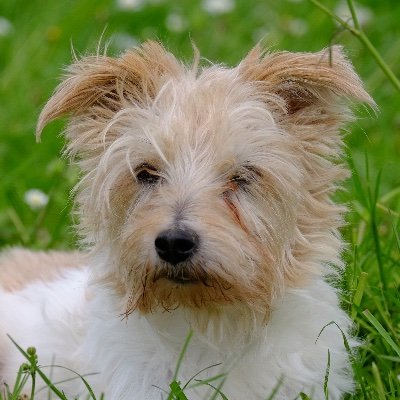 BlacksRanch's profile picture. My life: Quarter Horses & Jack Russell terriers!