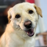 New Jerusalem dogs recuse shelter (@adimyawe67219) 's Twitter Profile