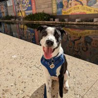Flaco (@banjodog1) 's Twitter Profile