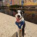 Flaco (@banjodog1) Twitter profile photo Flaco (@banjodog1) Twitter profile photo