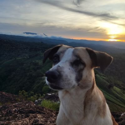 ChavaVero's profile picture. 👣☕🌹📚