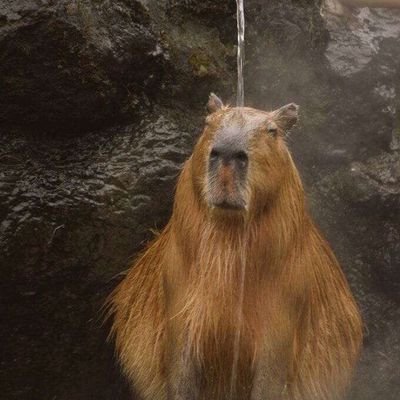 Capybara, simple as.