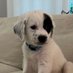Hazy (puppy not impersonating) (@hazythepuppy) Twitter profile photo Hazy (puppy not impersonating) (@hazythepuppy) Twitter profile photo