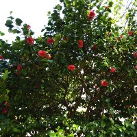 Magnolia F. S. (@magnoliagallega) 's Twitter Profile