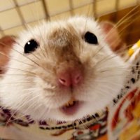 そのさん🐹 (@chobisonoe) 's Twitter Profile Photo そのさん🐹 (@chobisonoe) 's Twitter Profile Photo