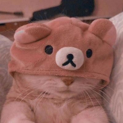 catsmusuem's profile picture. i post cats