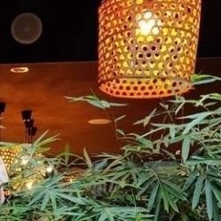 Jannatjaba's profile picture. 