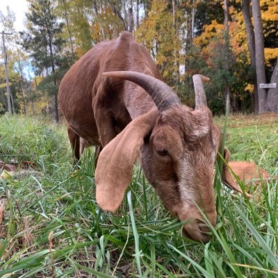 moniestial's profile picture. 