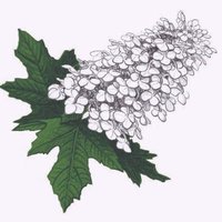 Georgia Native Plant Society(@GNPSociety) 's Twitter Profile Photo