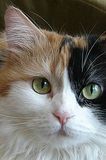 cats lovers just cats lovers