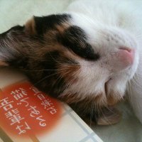 ぜのぱす(二代目←初代が凍結) (@xenopus008) 's Twitter Profile