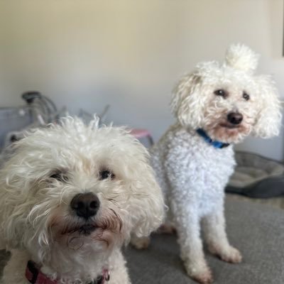 hi, I’m Loki - I’m just an awkward poodle 🐩 and coco is addicted to cheese 🧀