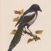 Mr. Magpie (@themrmagpie) Twitter profile photo Mr. Magpie (@themrmagpie) Twitter profile photo