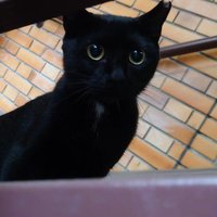 こう (@reachraribatta) 's Twitter Profile Photo