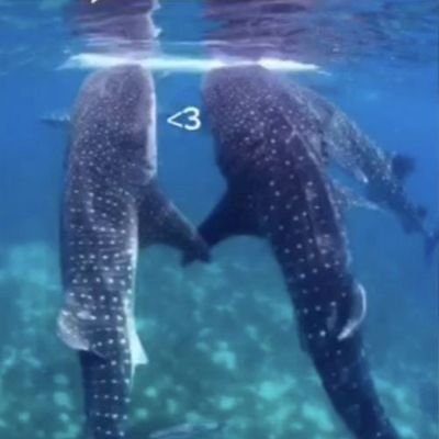 irisfer17's profile picture. 