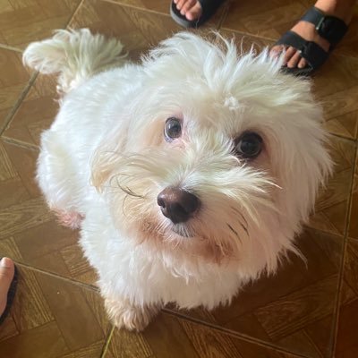 CaoTyrion's profile picture. Não, eu não sou o anão daquela série lá. Sou mais bonito. / Me dê franguinho que eu te dou todo o meu amor