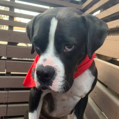 NurseAshleyBSN's profile picture. Oncology RN. Reluctant optimist. Reader of things, thinker of things. Fascinated by the human endeavor. Also, Jesus wasn’t white. Hook ‘em🤘