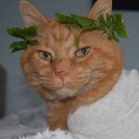 hermit the cat(@hermittoday) 's Twitter Profile Photo