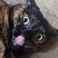 Sortiara (@konopamda) 's Twitter Profile