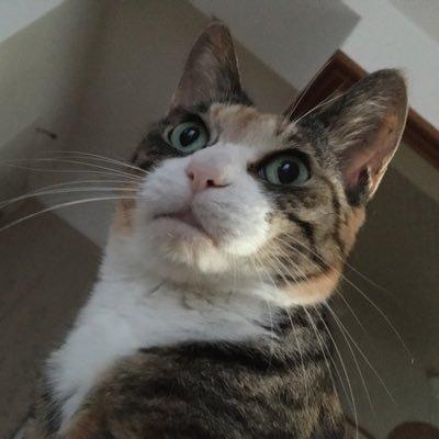 2v9xoyUxxZsjH5O's profile picture. 2023/7/入院 発症。 急性骨髄単球性白血病M4 寛解、再発。2回目の再移植に向けて入院中。日々の入院日記や記録や呟き。保護猫3匹飼い。医療に携わる全ての方、献血して下さる方々、骨髄バンク登録して提供下さる方々に感謝申し上げます。昭島