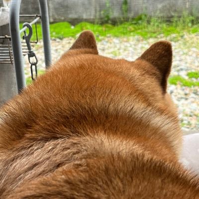 tpgta87482's profile picture. ニックネームは「ずっちー」！🌱重症筋無力症👀眼筋型🌱バセドウ病(2022年9月→甲状腺亜全摘)🌱バセドウ病眼症🌱緑内障🌱実家で柴犬《銀次》飼ってます🐕銀次ツイート多め。懸賞RT多め。介護福祉士＆社会福祉士👵現在プレドニン10mg、チラージン100μg 等