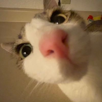 nacanimation's profile picture. viva la vida