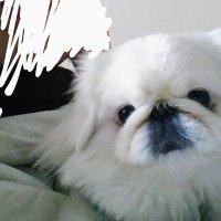 あこちゃん13歳😺2011.11.28〜2025.2.3🌈 (@makotoandaco) 's Twitter Profile