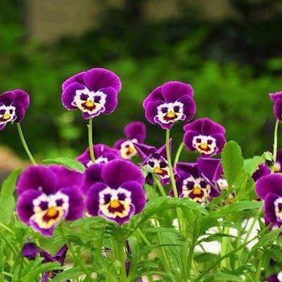 olsen19986's profile picture. 