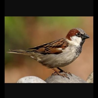 SparrowsFlight