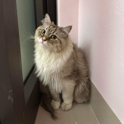 quangbachit's profile picture. Indie game dev by passion 🙈
✨ Doing extraordinary things at https://t.co/VvUSQUJYnN
🎮 Developing 'Củ Cải' game with UnrealEngine