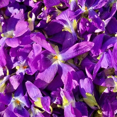 KaisaOiderman's profile picture. 