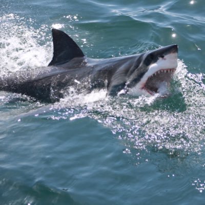 WillisAngus's profile picture. I love life and people