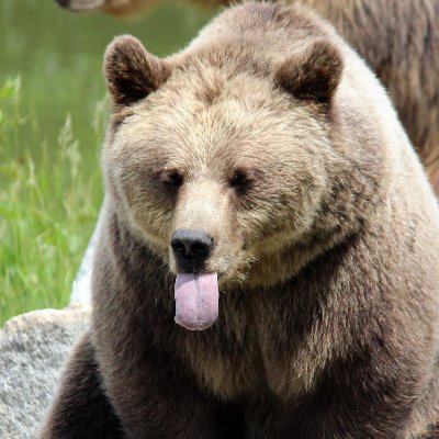 Furry_the_Bear's profile picture. 