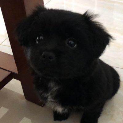 puppymangoさんのプロフィール画像